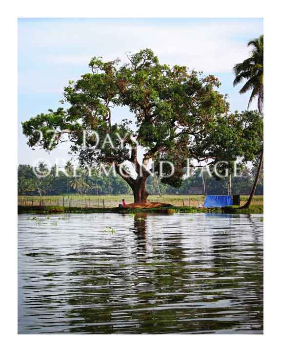 alleppey tree