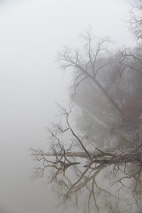 foggy river tree