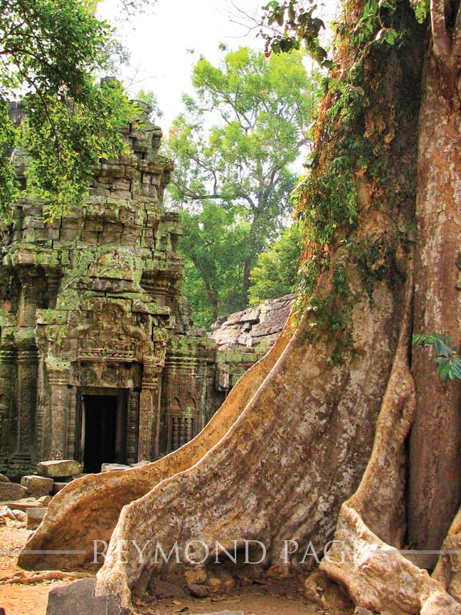 angkor roots
