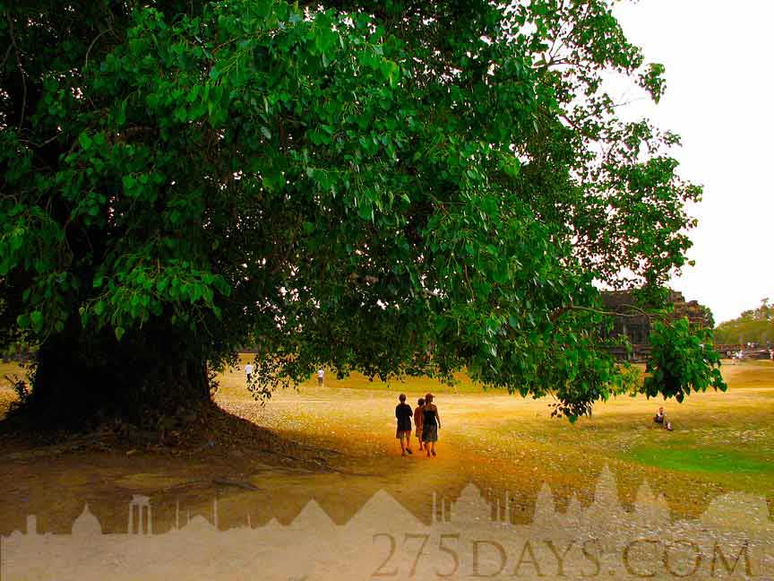 angkor tree