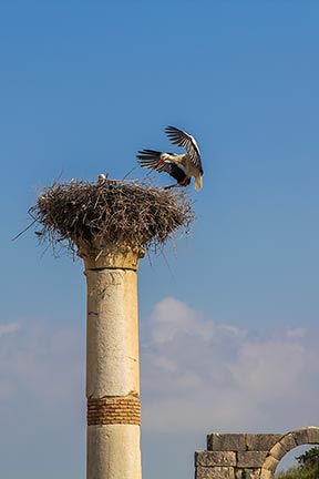 volubilis stork